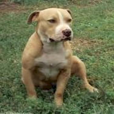 Just Cause Kennels Beautiful Pit Bull.jpg